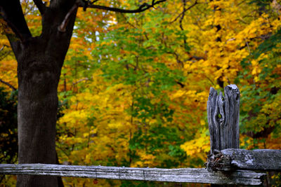 Close-up of tree in autumn