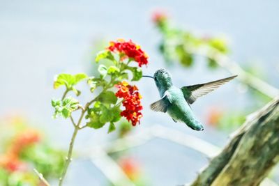 Close-up of hummingbird pollinating on flower