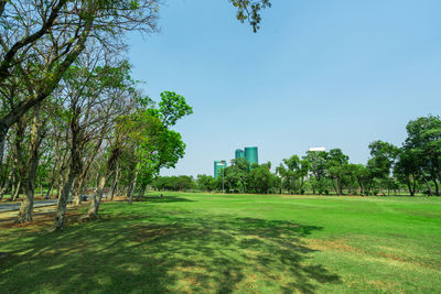 Trees on field against sky