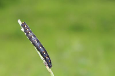 Close-up of insect on leaf