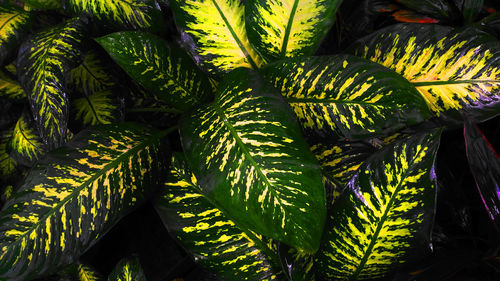 Full frame shot of fresh green plants