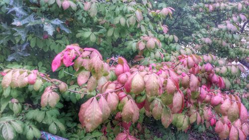Close-up of pink flowers