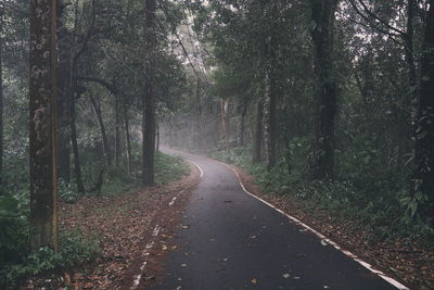 Road amidst trees in forest