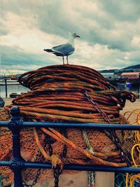 Seagull perching on metal against sky