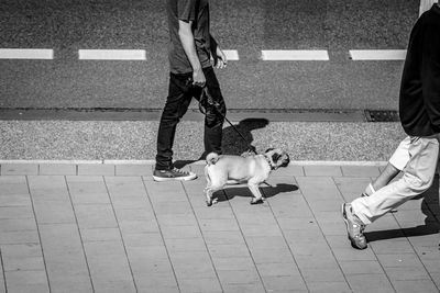 Low section of man with dog walking on zebra crossing