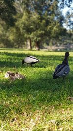 View of birds on field