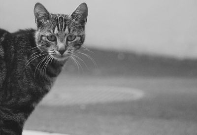 Portrait of cat standing on street
