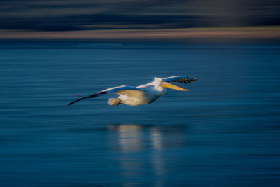 Bird flying over lake