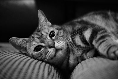 Close-up portrait of cat lying down