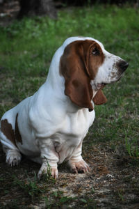 Close-up of dog looking away on field