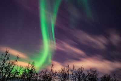 Low angle view of trees against sky at night