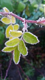 Close-up of frozen plant during winter