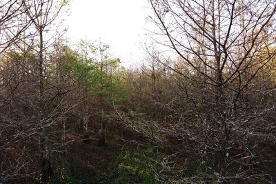 Plants and trees against sky