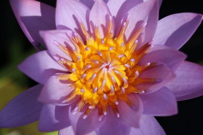 Macro shot of purple flower