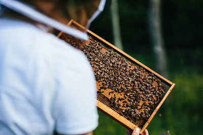 Beekeeper inspects beehive