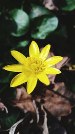 Close-up of flower blooming outdoors