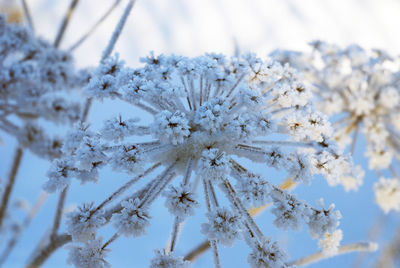 Close-up of frozen plant