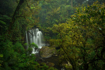 Scenic view of waterfall in forest