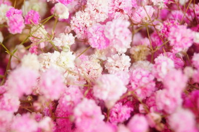 Close-up of pink cherry blossom