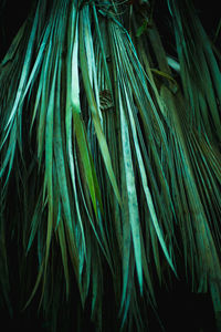 Full frame shot of green leaves