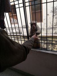 Cropped hand of man giving food to monkey through window