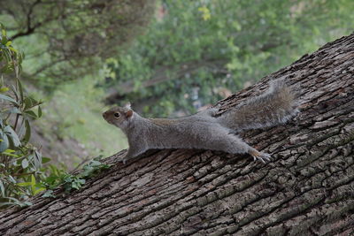 Squirrel on tree trunk