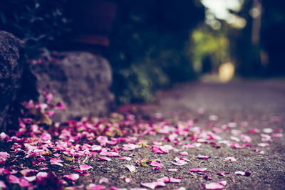 Close-up of flowers during autumn