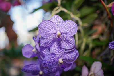 Close-up of purple flowering plant