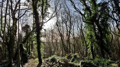 Low angle view of bare trees against sky