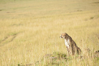 View of a cat on field