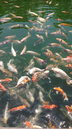 High angle view of koi carps swimming in pond