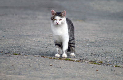 Alert cat standing on road