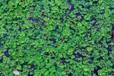 Full frame shot of leaves floating on water in lake