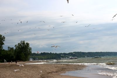 Flock of birds flying over beach