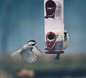 Close-up of bird flying