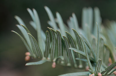 Close-up of plant