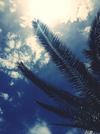 Low angle view of palm tree against sky