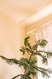 Close-up of potted plant against wall