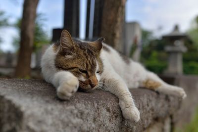 Close-up of car sleeping on retaining wall