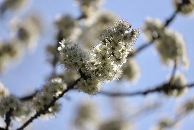 Close-up of cherry blossom against sky