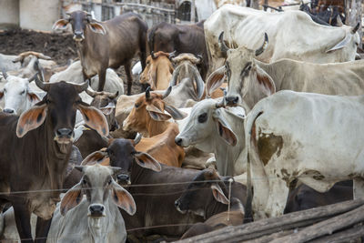 Cows in pen