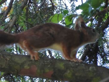 Low angle view of monkey on tree in forest