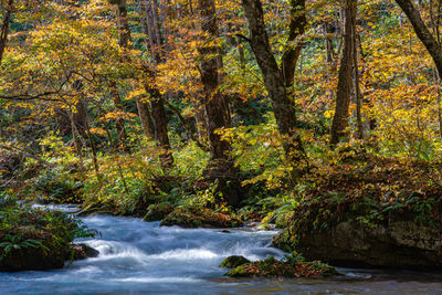 Stream flowing amidst trees in forest during autumn