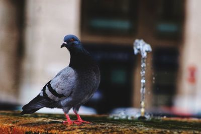 Close-up of pigeon against drinking fountain