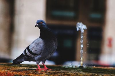 Close-up of pigeon perching