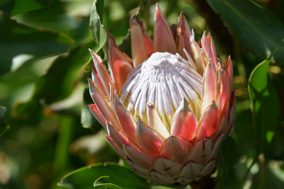 Close-up of lotus water lily