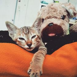 Close-up portrait of a cat resting at home