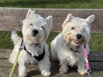 Close-up of two white west highland terriers