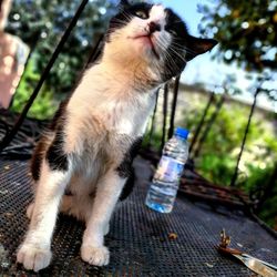 Close-up of a cat drinking water from bottle