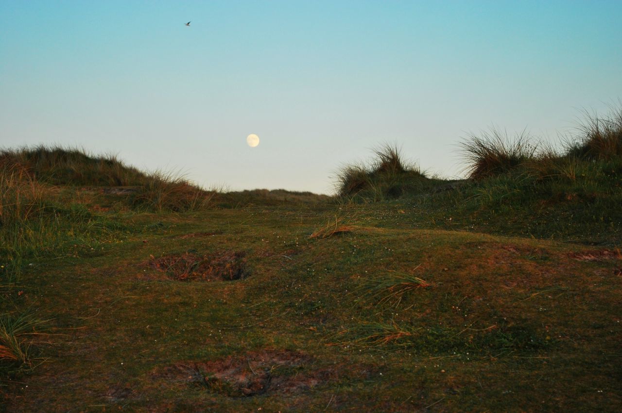 clear sky, field, copy space, tranquility, tranquil scene, grass, landscape, scenics, nature, beauty in nature, sky, moon, grassy, rural scene, tree, outdoors, blue, no people, growth, non-urban scene